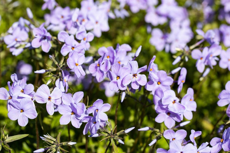Nahaufnahme von lila Blaukissen Blumen