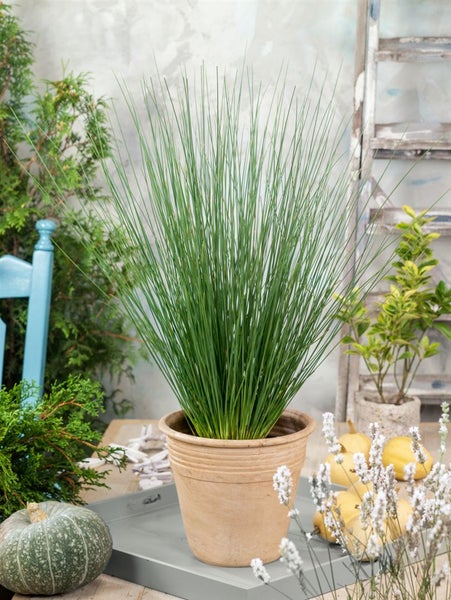 Gras Pflanze im Topf auf einem Tisch mit Kürbissen und Blumen