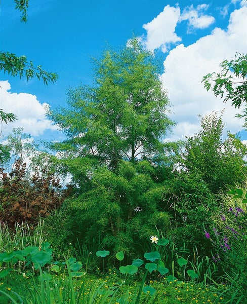 Sumpfzypresse im Gartenteich mit Seerosen und anderen Pflanzen