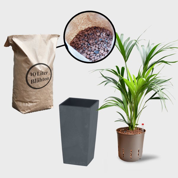 Zimmerpflanze mit Blähton in einem Pflanzgefäß und einem Sack Blähton.