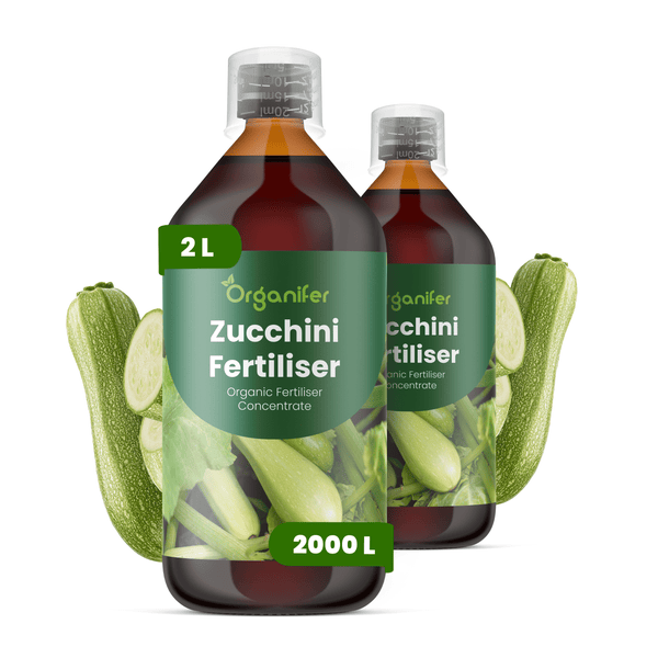 Zwei Flaschen Organifer Zucchini-Dünger Konzentrat, 2 Liter für 2000 Liter Gießwasser, abgebildet mit frischen Zucchini.