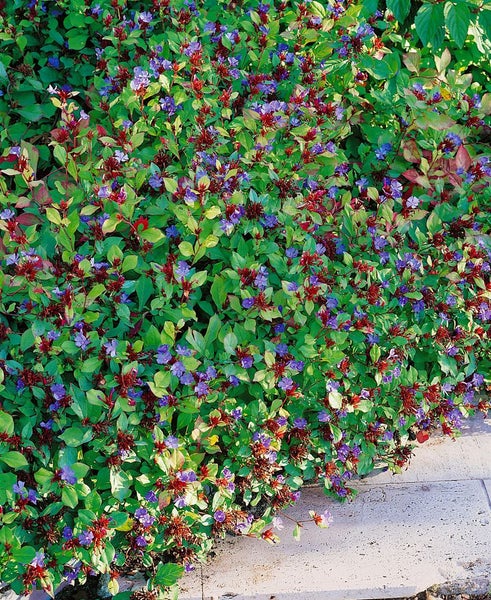 Bodenbedeckende Pflanze mit grünen Blättern und lila Blüten