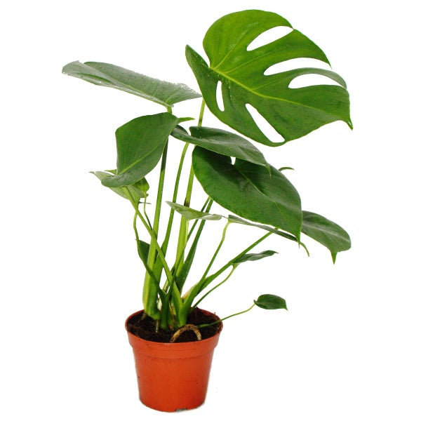 Zimmerpflanze Monstera deliciosa mit großen grünen Blättern im Kunststofftopf