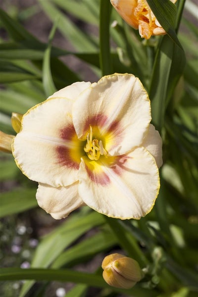 Hemerocallis x cult. 'Custard Candy', Taglilie, cremegelb, ca. 11x11 cm Topf