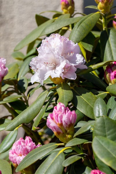Nahaufnahme einer Rhododendronblüte mit Knospen und grünen Blättern
