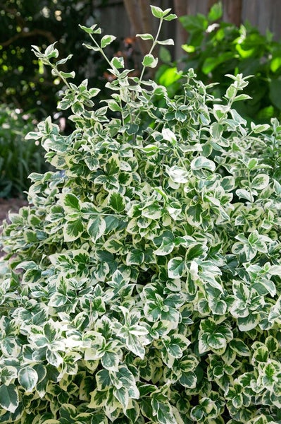 Immergrüner Spindelstrauch mit grün-weiß panaschierten Blättern im Garten.