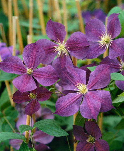 Clematis Hybride 'Star of India', violett, 60–100 cm