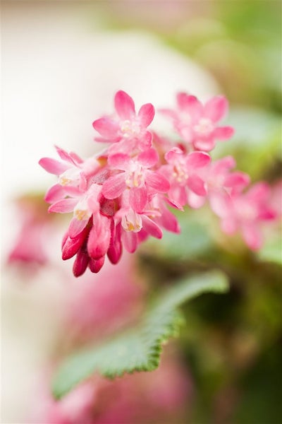 Ribes sanguineum 'King Edward VII', Blutjohannisbeere, rot, 40–60 cm