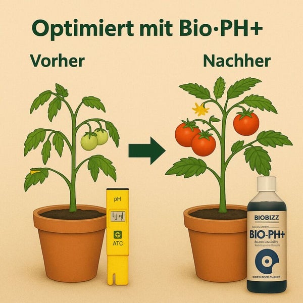 Vergleich einer Tomatenpflanze mit Biobizz Bio-PH plus. Links unreife Früchte und Messgerät, rechts reife Tomaten und die Flasche des Produkts.
