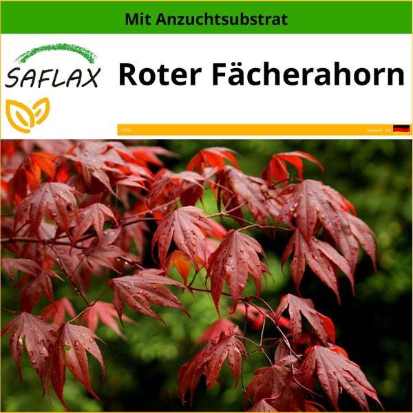 SAFLAX  - Roter Fächerahorn - Acer palmatum atropurpureum - 20 Samen - Mit keimfreiem Anzuchtsubstrat