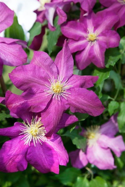 Clematis Hybride 'Sunset', Waldrebe, rotviolett, 60–100 cm
