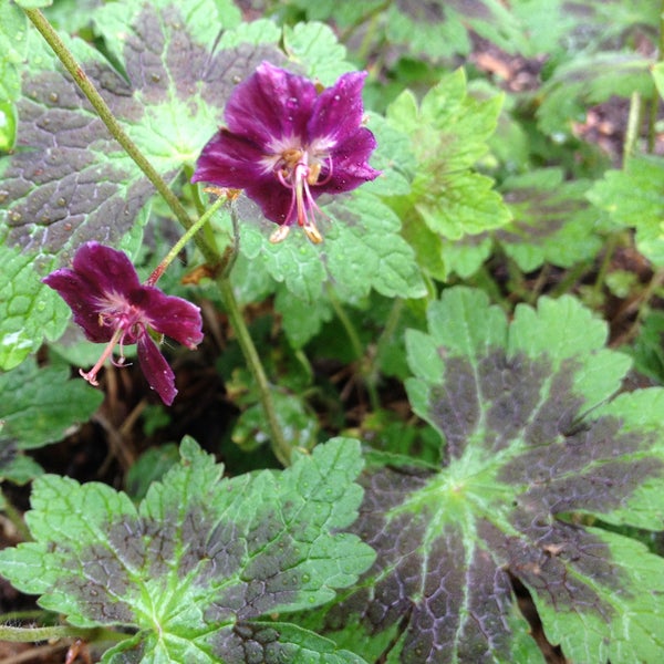 Blüte der Sorte Geranium phaeum