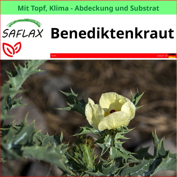 SAFLAX Garden to go - Benediktenkraut - Cnicus benedictus - 50 Samen - Mit Topf, Klima - Deckel und Anzuchtsubstrat