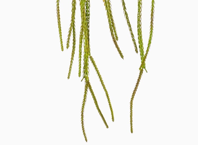 Künstliche Ufopflanze Pilea im rustikalen Tontopf.
