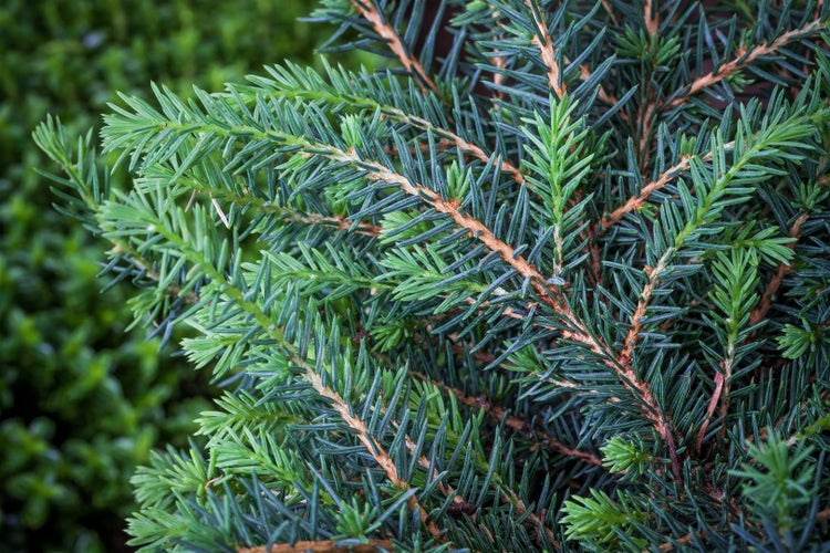 Picea omorika 'Zuckerhut', Serbische Fichte, kompakt, 50–60 cm