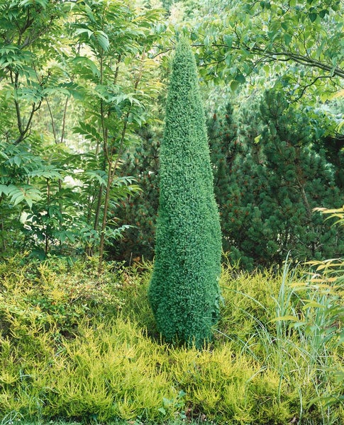 Juniperus communis 'Sentinel', Wacholder, 30–40 cm