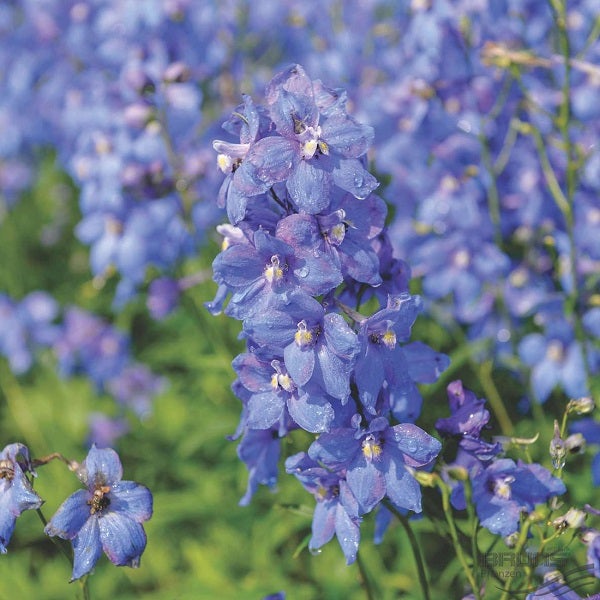 Blauer Rittersporn im Garten