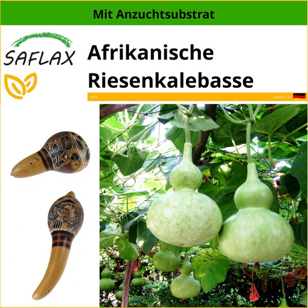 SAFLAX  - Afrikanische Riesenkalebasse - Lagenaria siceraria - 15 Samen - Mit keimfreiem Anzuchtsubstrat