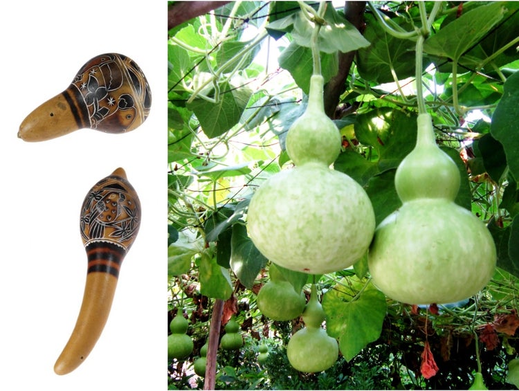 SAFLAX Geschenk Set - Afrikanische Riesenkalebasse - Lagenaria siceraria - 15 Samen - Mit Geschenkbox, Versandaufkleber, Geschenkkarte und Anzuchtsubstrat
