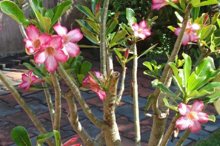 SAFLAX Geschenk Set - Wüstenrose - Adenium obesum - 8 Samen - Mit Geschenkbox, Versandaufkleber, Geschenkkarte und Anzuchtsubstrat