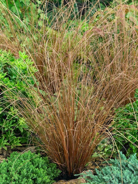 Carex buchananii, Fuchsrote Segge, ca. 9x9 cm Topf