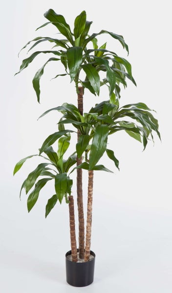 Drachenbaum Dracaena fragrans mit drei Stämmen in einem schwarzen Topf.