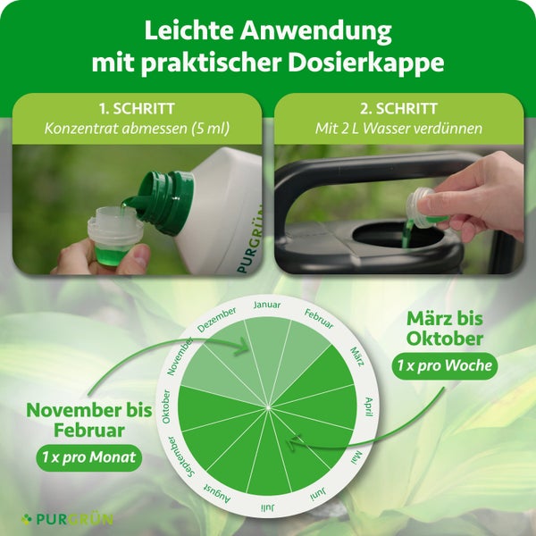 Anwendung Purgrün Dünger: 5 Milliliter Konzentrat in 2 Liter Wasser mischen. März bis Oktober wöchentlich, November bis Februar monatlich. Purgrün Logo.