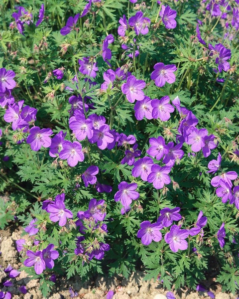 Geranium pratense 'Johnson's Blue', Storchschnabel, blau, ca. 9x9 cm Topf