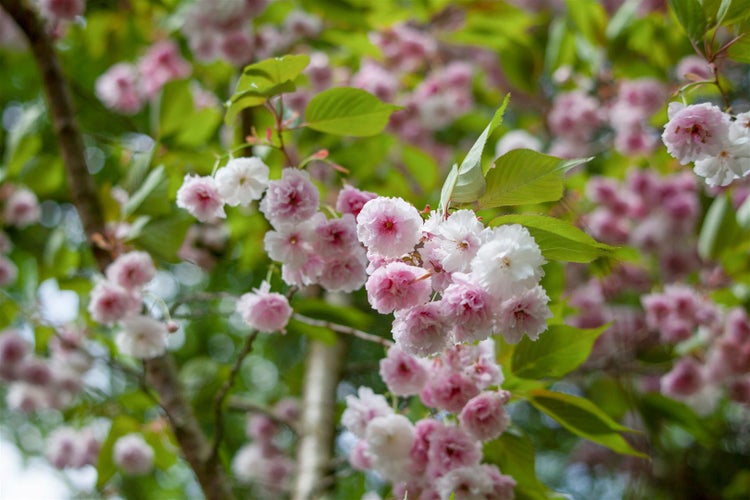Prunus triloba 'CAC', Mandelbäumchen, rosa Blüten, 80 cm Stammhöhe