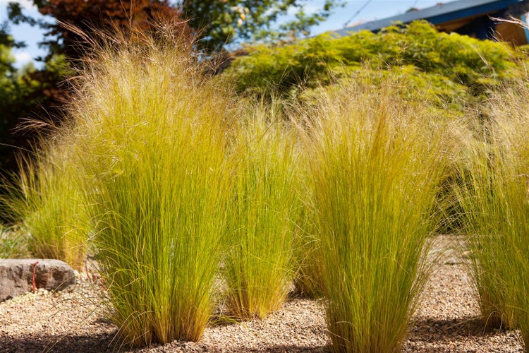 Stipa tenuissima 'Ponytails', Zartes Federgras, 2 Liter Container