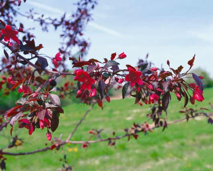 Malus 'Royalty', Zierapfel, purpurrot, 60–100 cm
