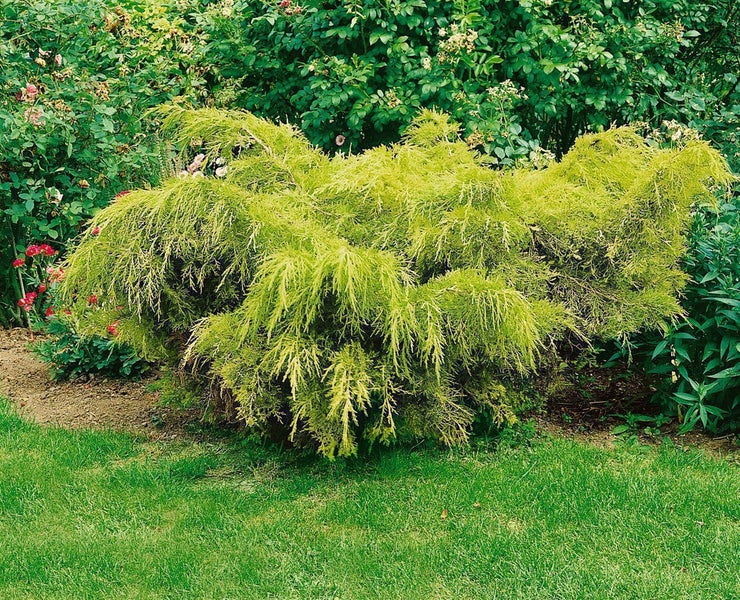 Juniperus media 'Old Gold', Wacholder, goldgelb, 15–20 cm