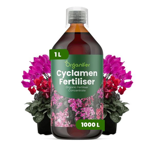 1 Liter Flasche Organifer Cyclamen Dünger, organisches Flüssigdüngerkonzentrat für Alpenveilchen.