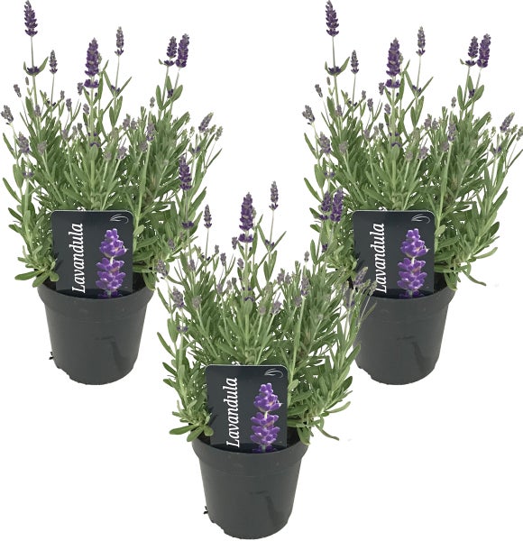 3x Lavandula angustifolia 'Ardèche' - Lavendel - Strauch - Winterherz – ⌀12 cm - ↕20-25 cm