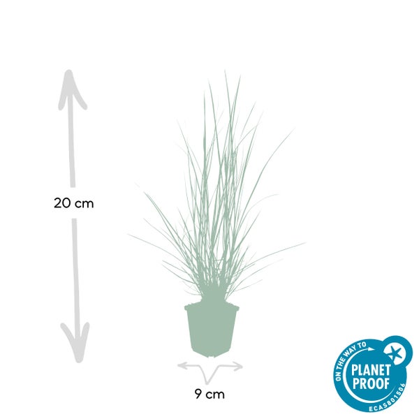 Lampenputzer-Gras - Pennisetum alopecuroides 'Hameln' - 9cm Topf - Set mit 20 Pflanzen