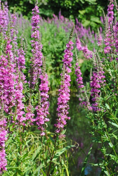 Lythrum salicaria, Blutweiderich, purpurrosa, ca. 9x9 cm Topf