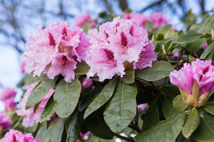 Rhododendron Hybr. 'Holstein', Rhododendron, rot, 30–40 cm
