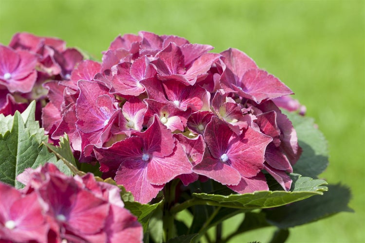Nahaufnahme einer rosafarbenen Hortensienblüte