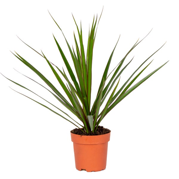 Dracaena 'Marginata' | Drachenblutbaum - Zimmerpflanze im Angelegentopf ⌀12 cm - ↕30-40 cm