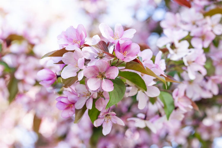 Nahaufnahme von rosafarbenen Zierapfelblüten an einem Zweig im Frühling