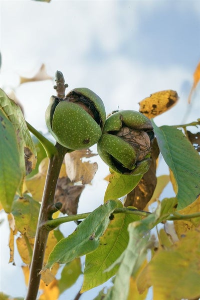 Walnüsse in der Reife am Baum
