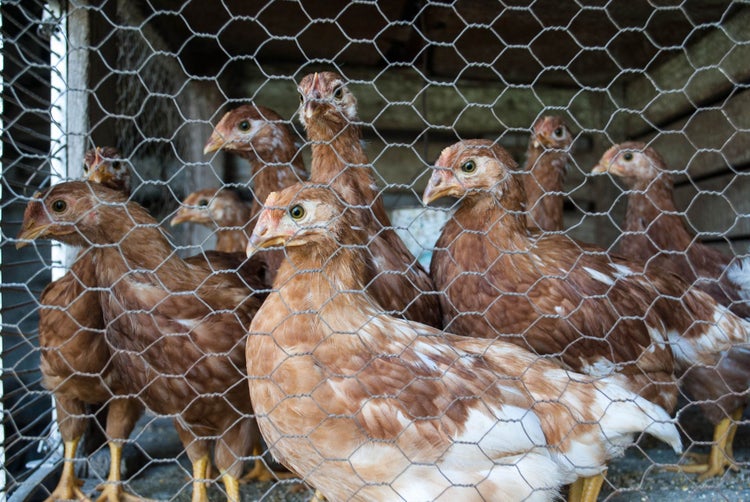 60m Sechseckgeflecht Hühnerzaun Kaninchendraht Hasengitter Hasendraht 100cm