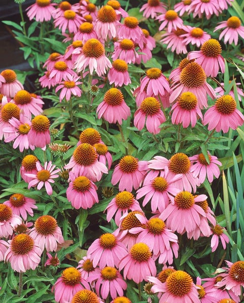 Nahaufnahme von rosa blühenden Sonnenhüten im Garten.