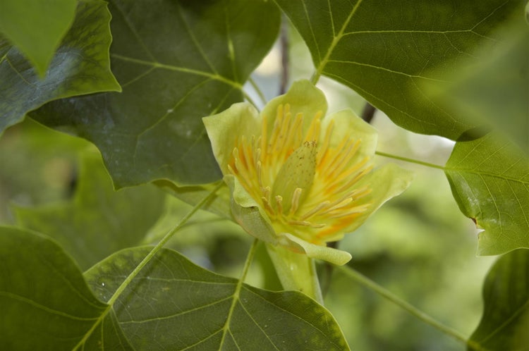 Nahaufnahme einer Blüte des Tulpenbaums Liriodendron tulipifera umgeben von Blättern