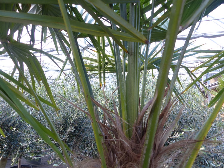 Nahaufnahme einer Palme mit fächerförmigen Blättern und faserigem Stamm in einem hellen Gewächshaus mit weiteren Pflanzen.