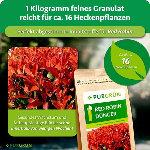 Purgrün Red Robin Dünger Granulat für eineilige Heckenpflanzen in einem wiederverschließbaren Beutel für gesundes Wachstum.