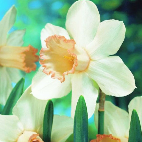 Narzissenblüte mit Trompete