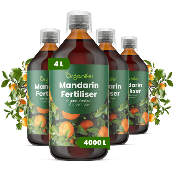 Vier Flaschen Organifer Mandarinendünger, biologisches Flüssigdüngerkonzentrat für Zitruspflanzen, insgesamt 4 Liter.