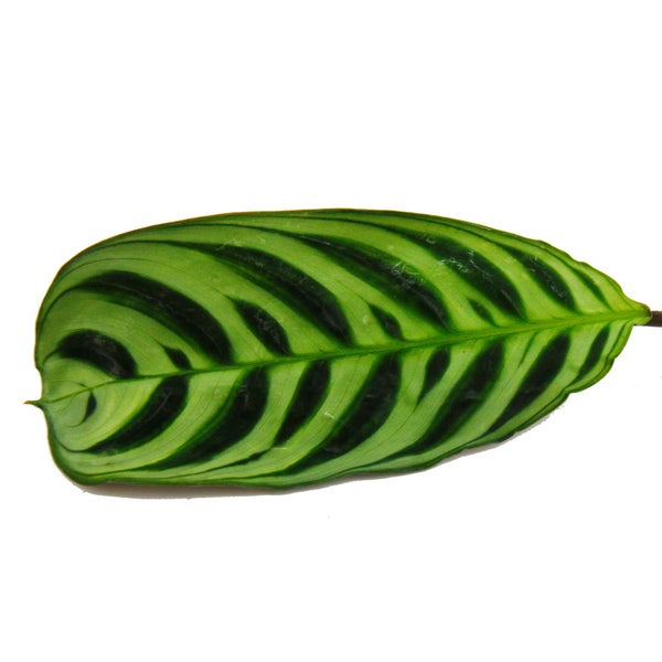 Blatt einer Calathea-Zimmerpflanze mit einem markanten Muster in Hell- und Dunkelgrün.