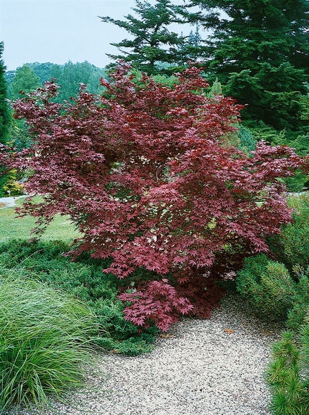 Acer palmatum 'Moonfire', Japanischer Ahorn, rot, 60–80 cm